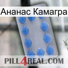 Ананас Камагра 21